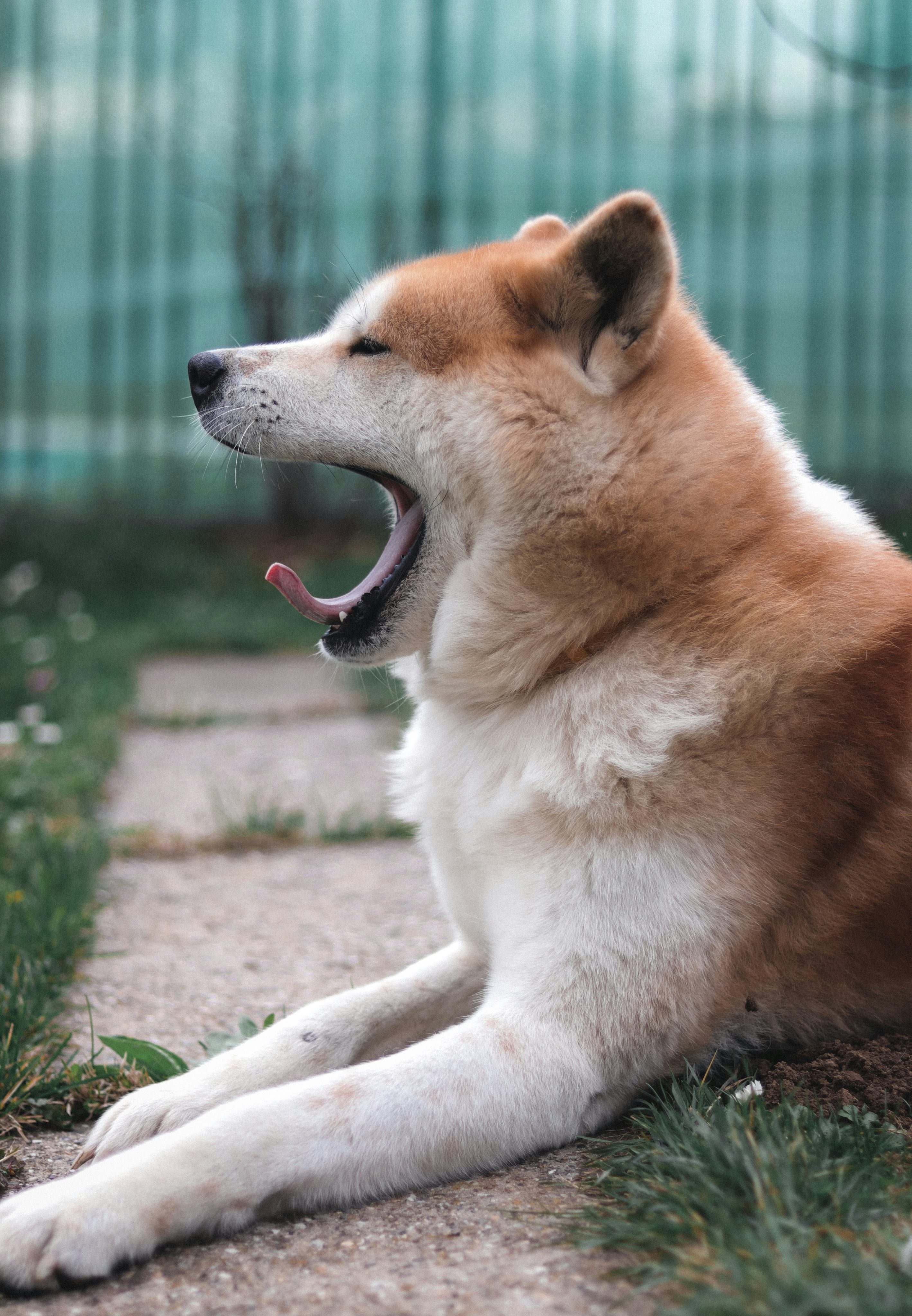 El perro “agresivo” no existe