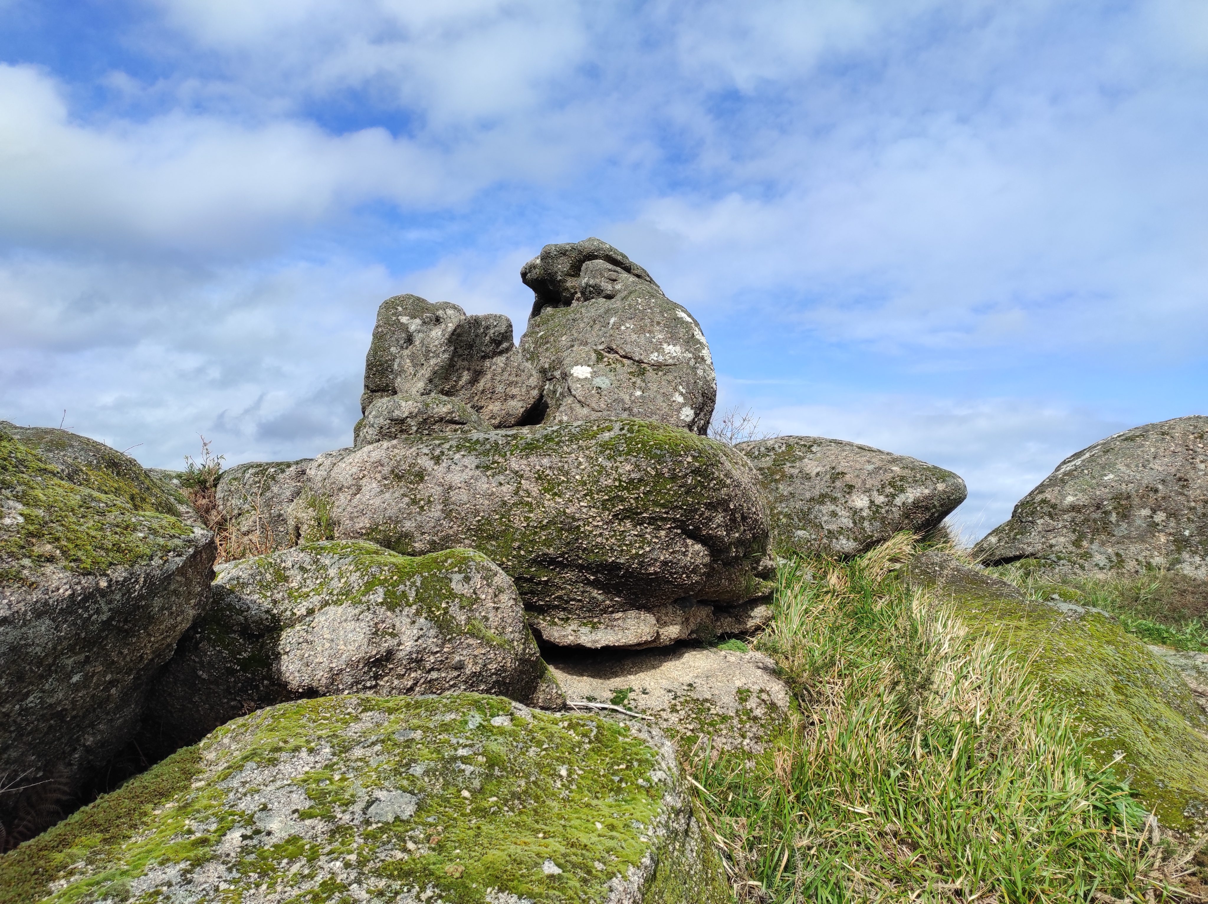 Antes de tocar tu mano: la mirada consciente del perro