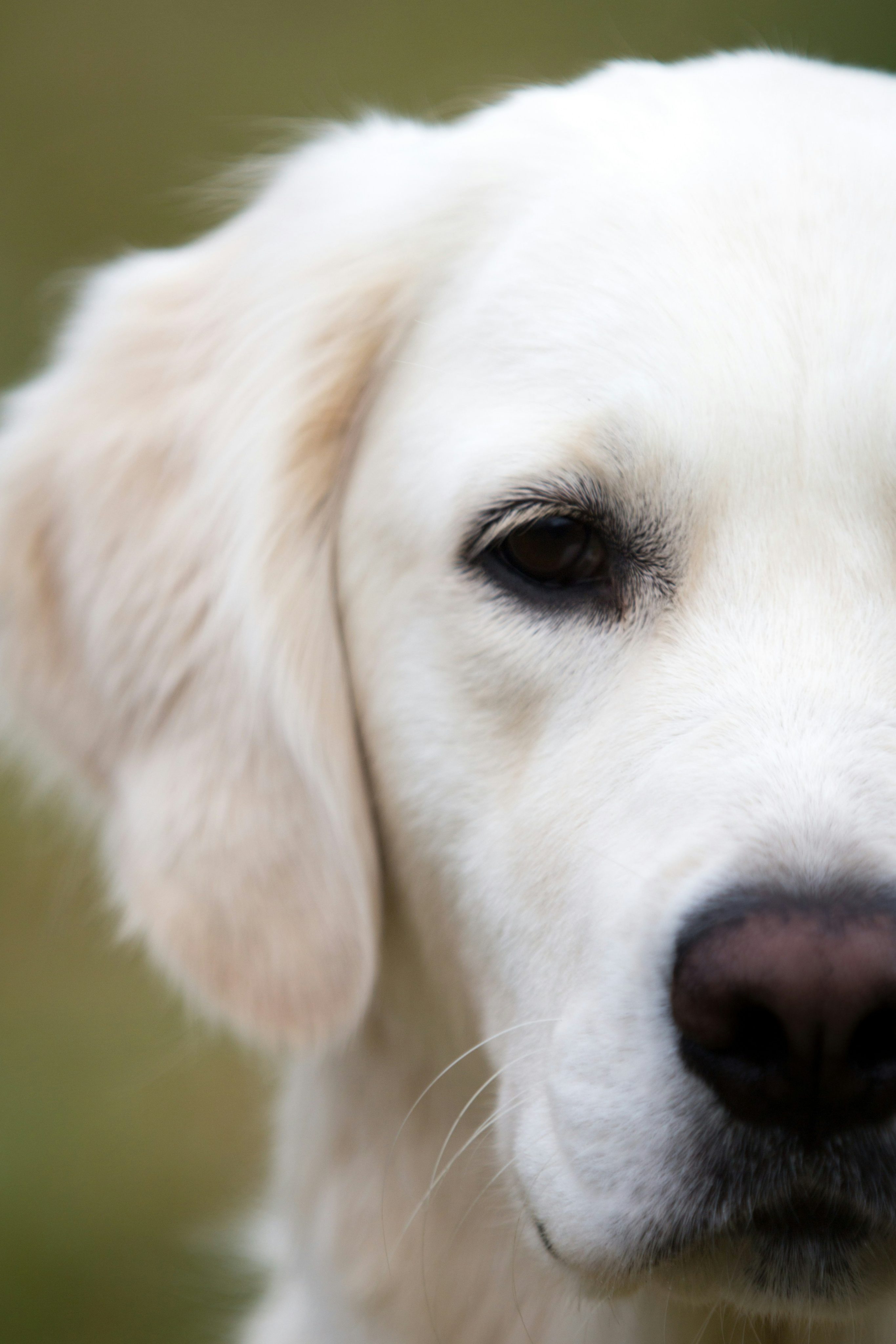 ¿QUIEN ENGAÑA A QUIEN: mi perro o yo ? Cuando la conducta no cuenta toda la verdad.